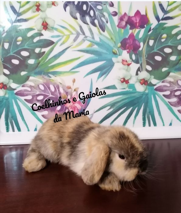 KIT Coelhos Anõs Bebés Mini Toy, Holandêz, Tedy, Belier (Orelhudo)