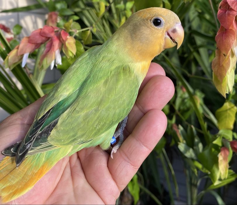 Agapornis domesticado