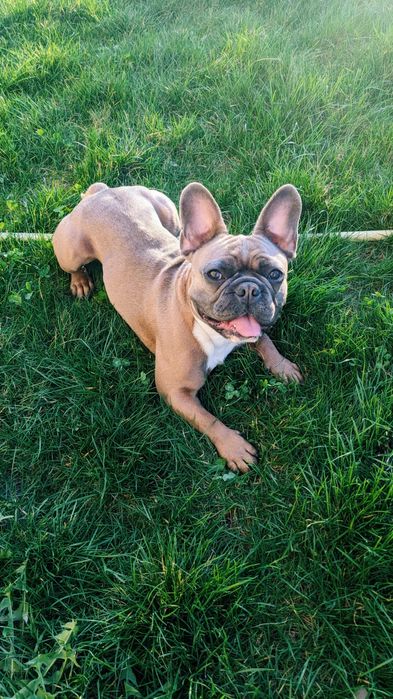 Вязка французький бульдог