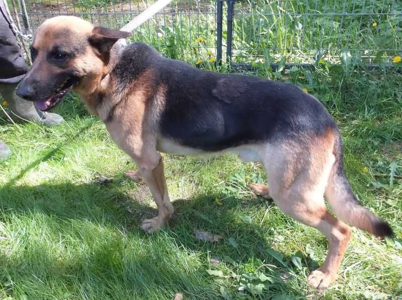 Mupek pies w typie owczarka niemieckiego do adopcji