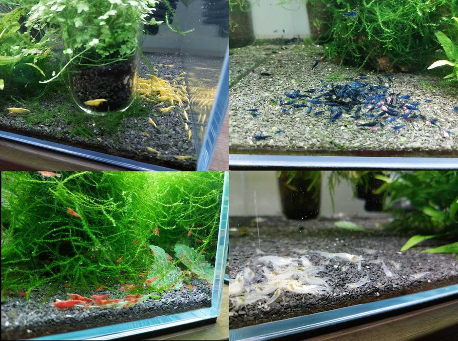 Krewetki neocaridin - mix kolorów 20 sztuk