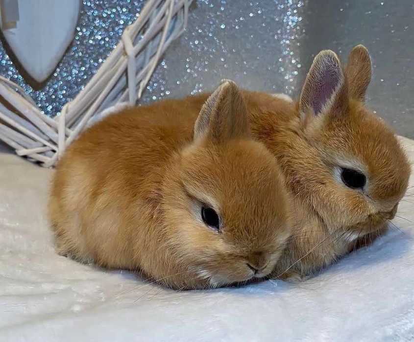 Coelhos anões bebés + gaiola nova + alimentação adequada