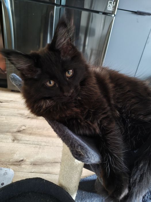 Maine Coon Bruno i Borys rodowód