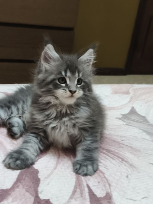 MAINE COON  o gigante gentil entrego com Lop