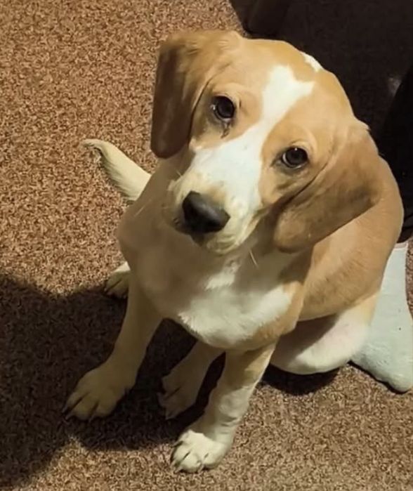 ODKUPIMY LARĘ! 10tys w typie beagle suka poszukiwana