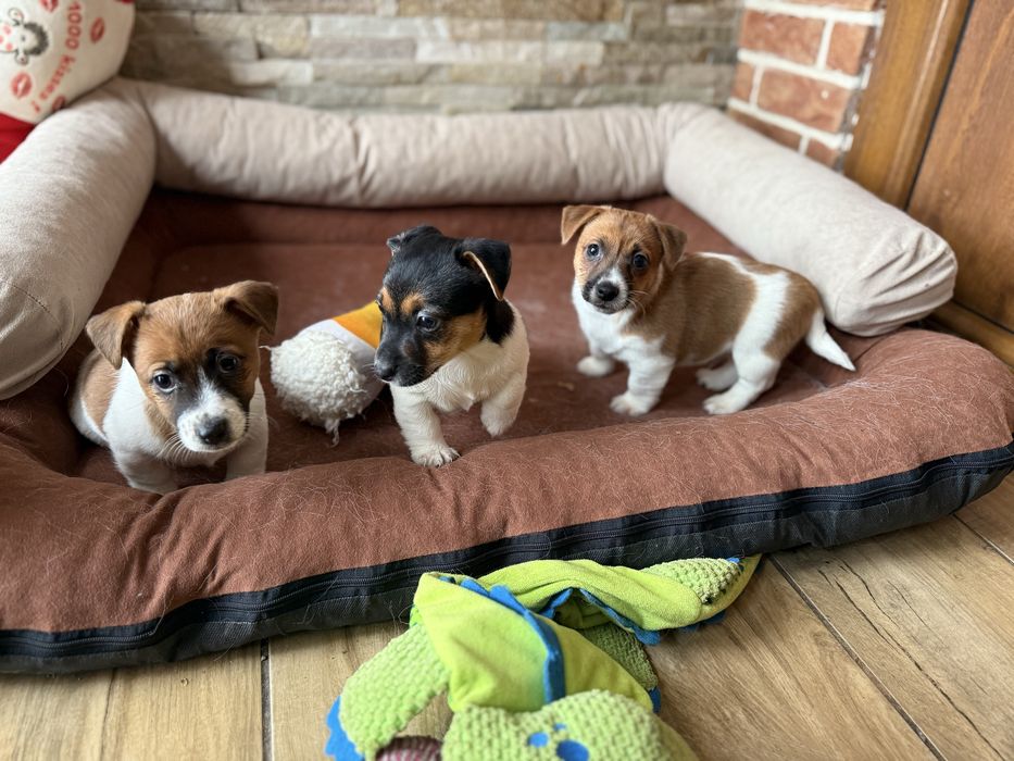 Jack Russel Terrier szczeniak z rodowodem