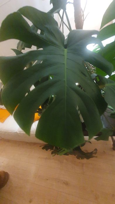 Monstera, przepiękna, zdrowa