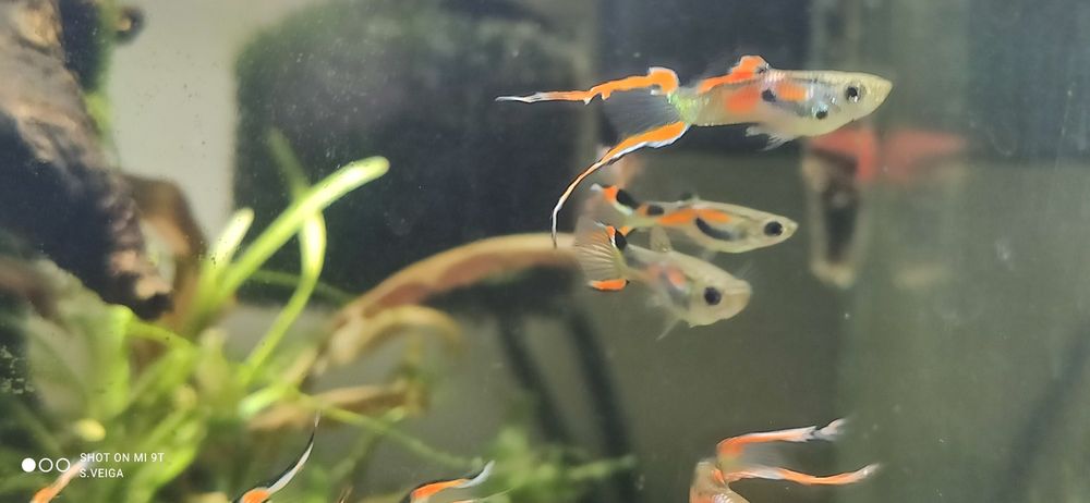 Guppy Macho Endler Hybrids Lyra Tail