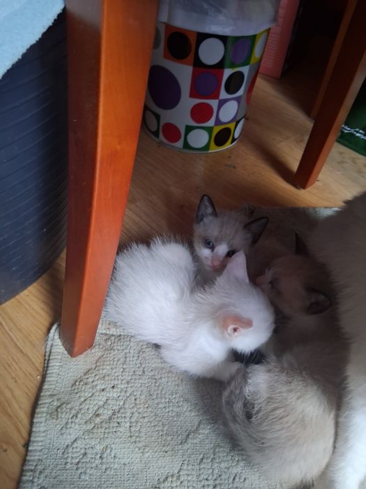 Gatos bebes para adocao responsável