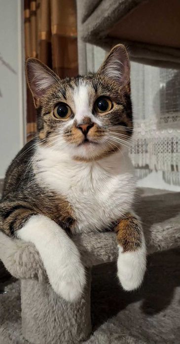 Kotka Malinka do adopcji