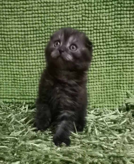 Арчи ( скоттиш фолд)