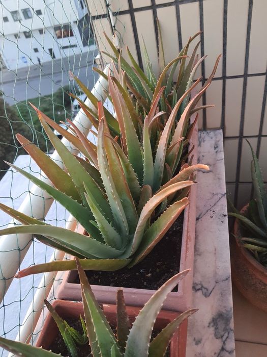 Floreiras com suculentas