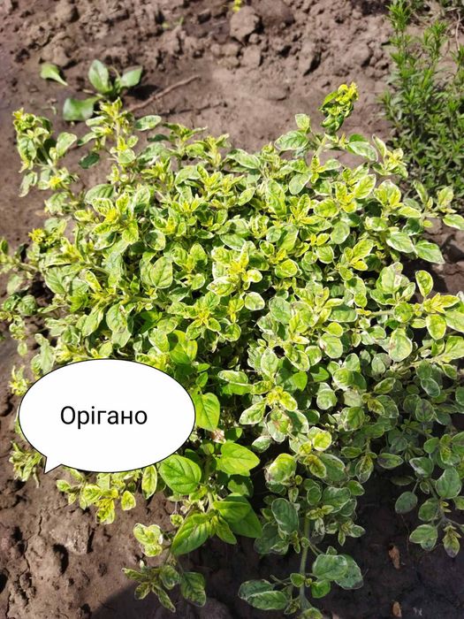 Пряні трави, м'ята, меліса.