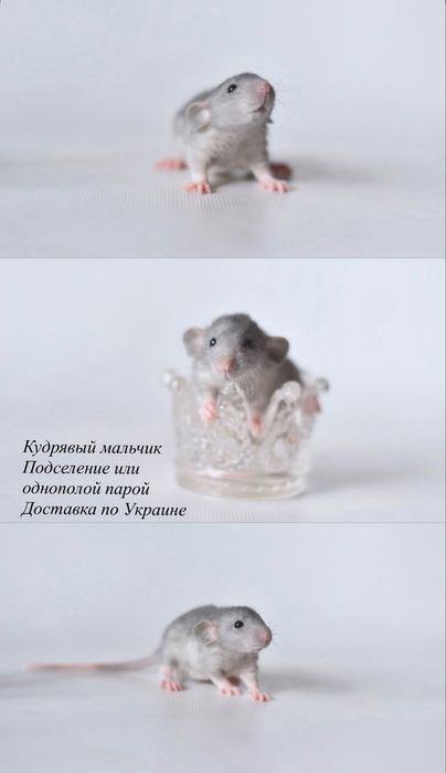 Малюки пацюки з розповлідника