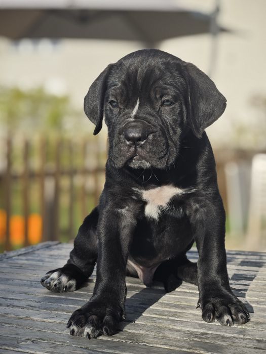 Cane Corso Italiano - Macho preto