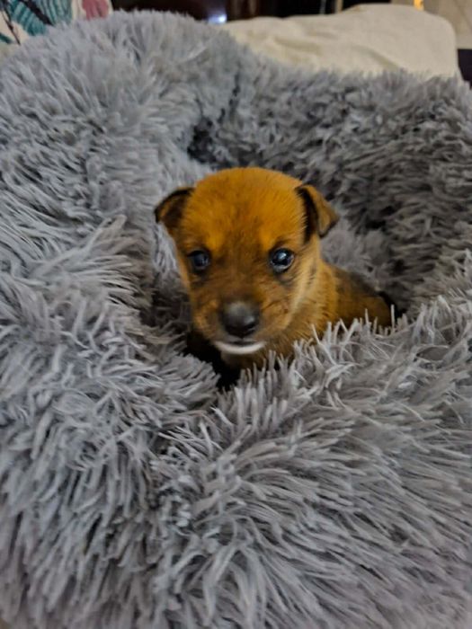 Sluszna sprawa adoptuj ksiezniczke