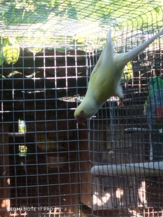 Ring necks adultas fêmeas