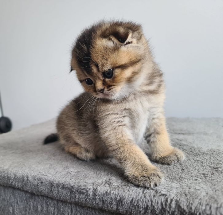 Scottish fold fêmea