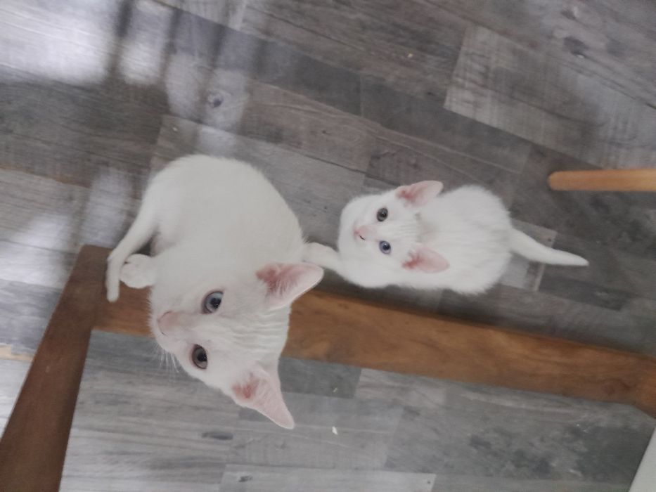 Gatos para adoção