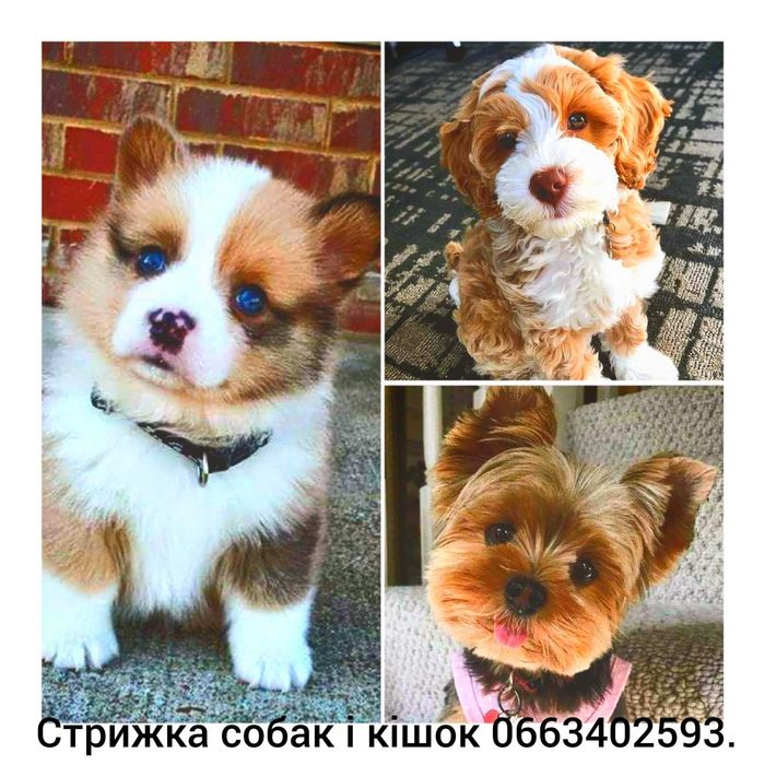 #стрижкасобаккотів#Першотравеньск