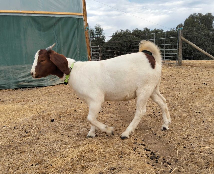 Duas cabras Boer com 7 meses
