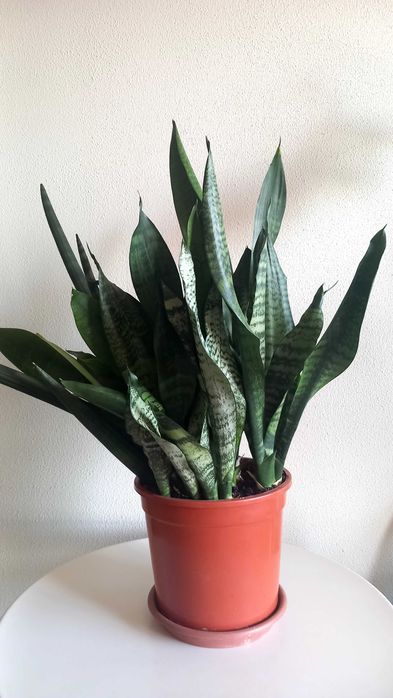 Vendo planta decorativa, Maia centro