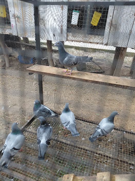 Gołębie pocztowe