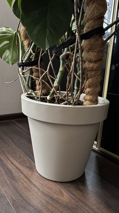 Kwiat monstera zestaw duża dziurawa