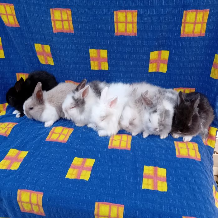 Króliki miniaturki Karzełki Teddy samczyki i samiczki GRUDZIĄDZ