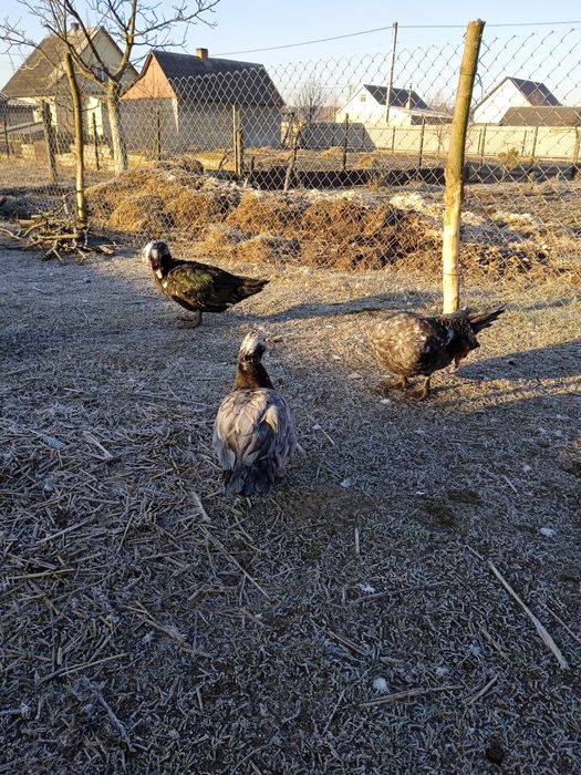 Індокачки, качури та качки, або парами