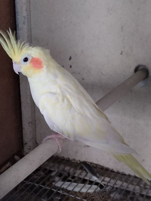 Caturra fêmea reprodutora