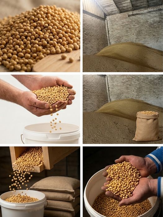 Продам ультраранню сою Ватсон