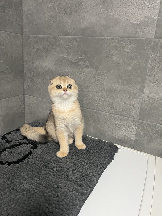 Красотка в золотій шиншиловій шубці