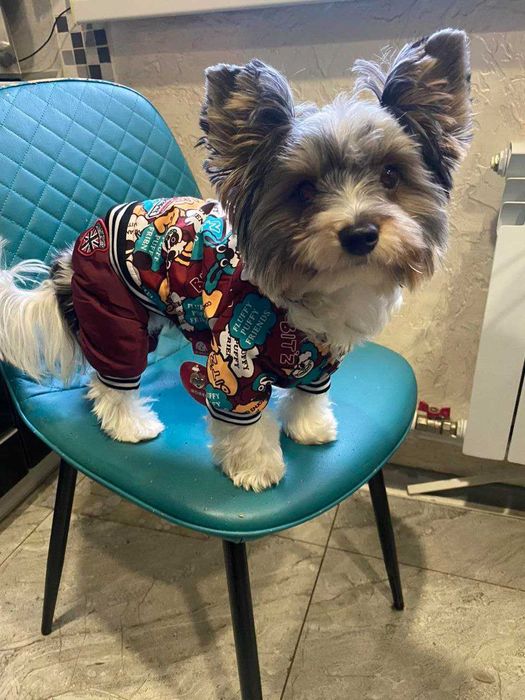 Красивый мальчик Бивер Йорк вязка