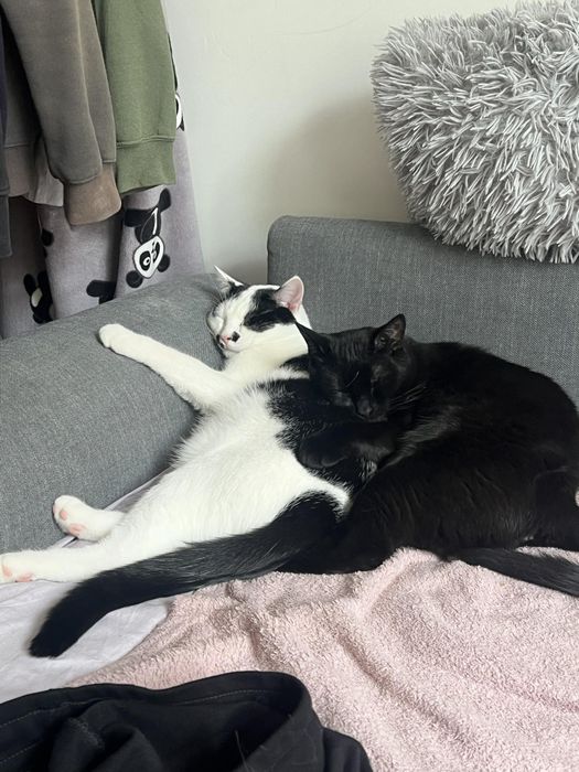 Stanisław i Patryczek kotki do adopcji! Koty, kocurki :)