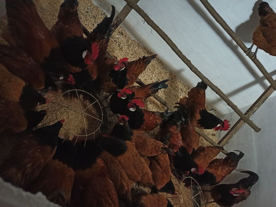 Молоді півні породи форверк!