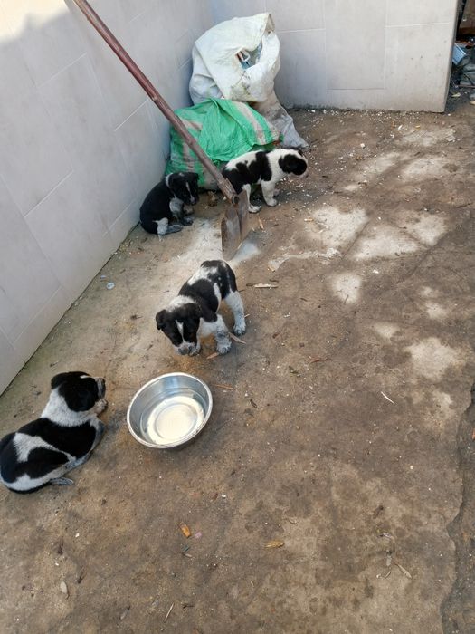 Szczeniaki owczarek środkowoazjatycki