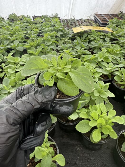 Сурфінія (петунія ампельна)