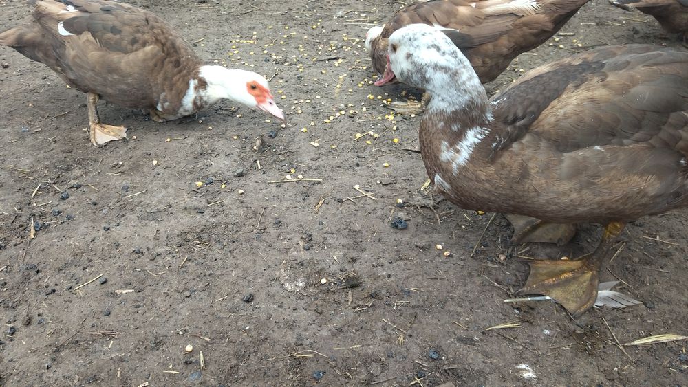 Продам качок шипунів