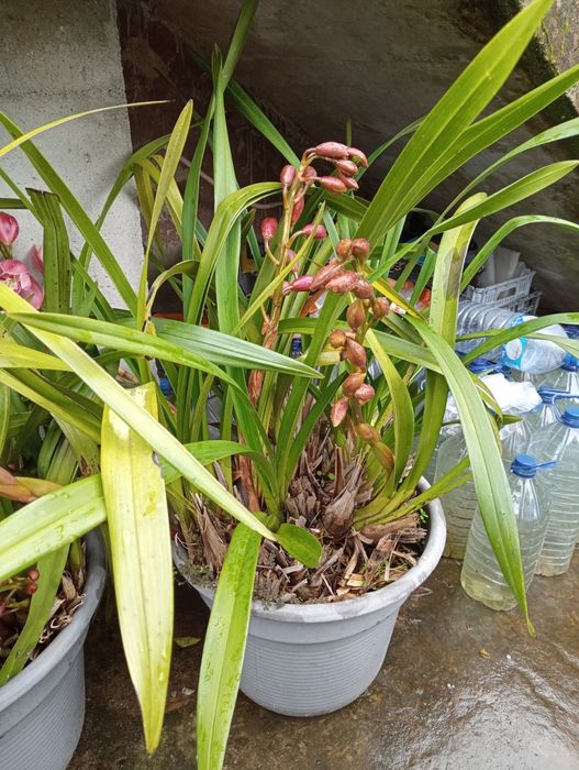 Orquídea de rua em vaso