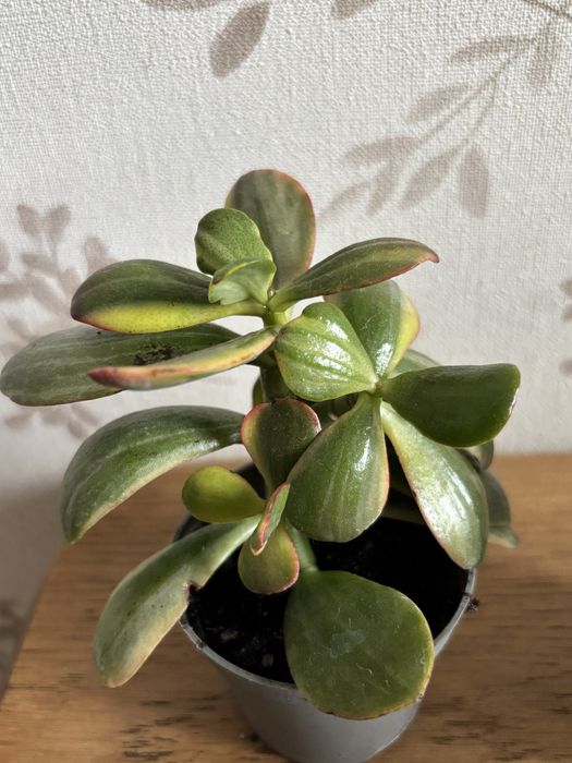 Crassula hummel ghost blue bird