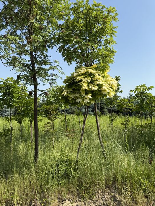 Продажа сільськогосподарськоі землі