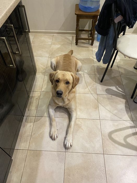 Лабрадор вязка