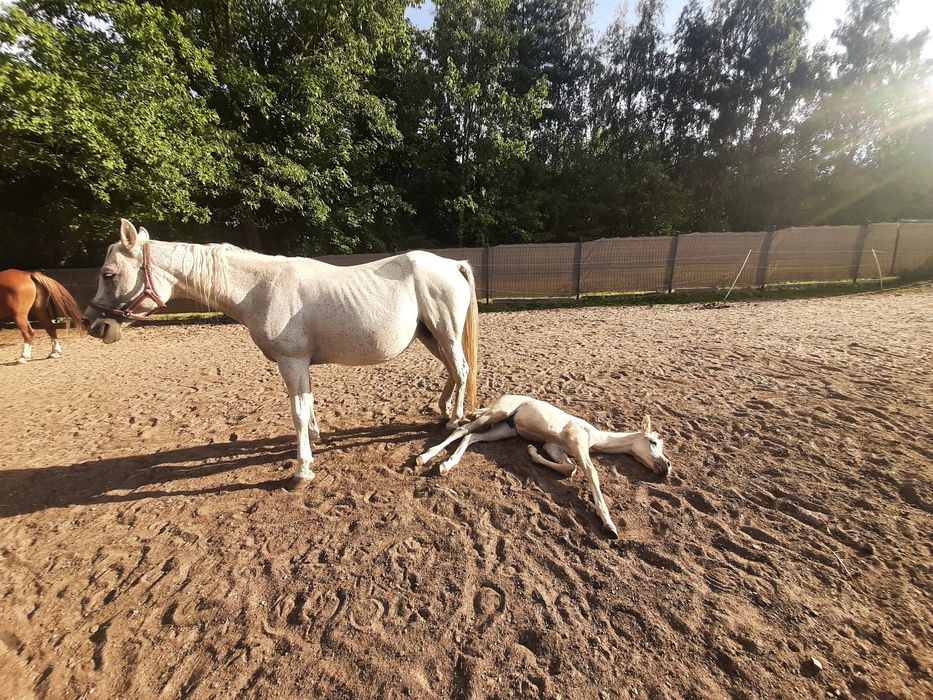 Aqh bułany ogierek Quarab arab izabelowaty