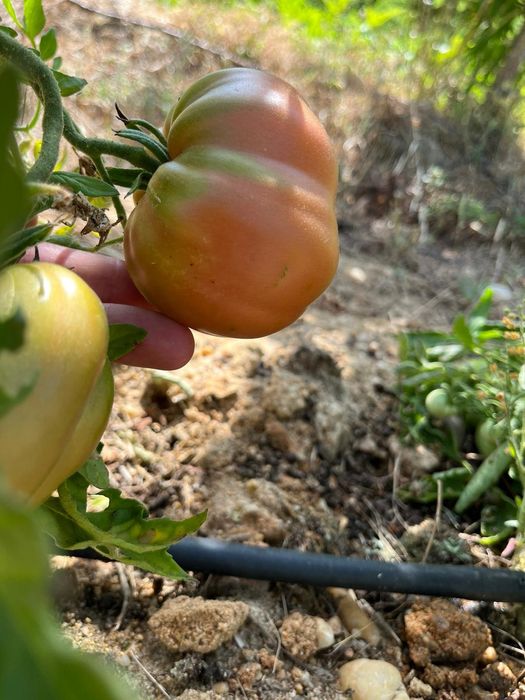 Tomate coração de boi