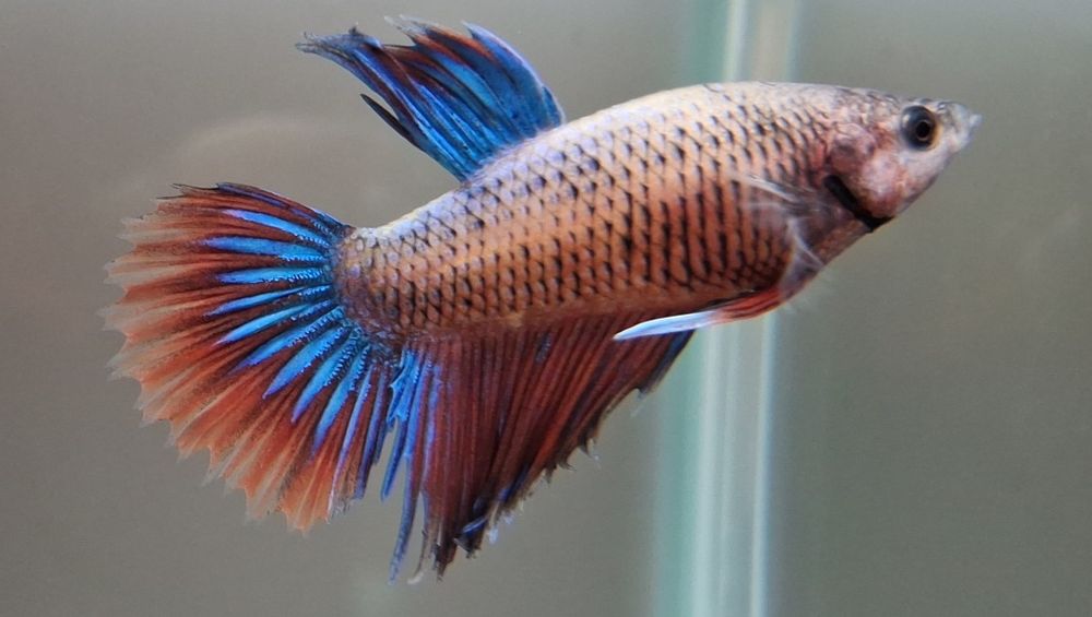 Machos Betta adultos - 5€