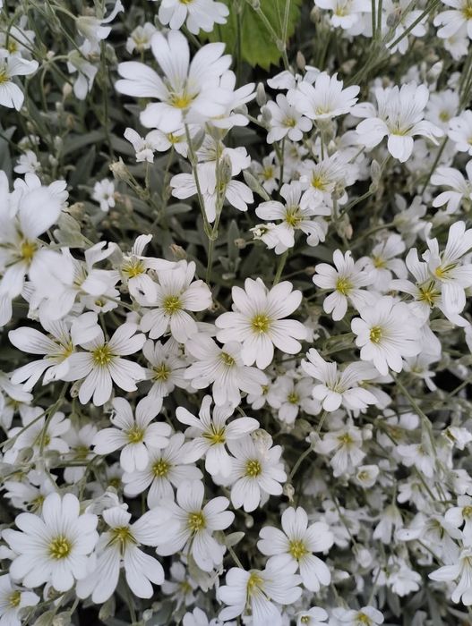 Ясколка білого кольору