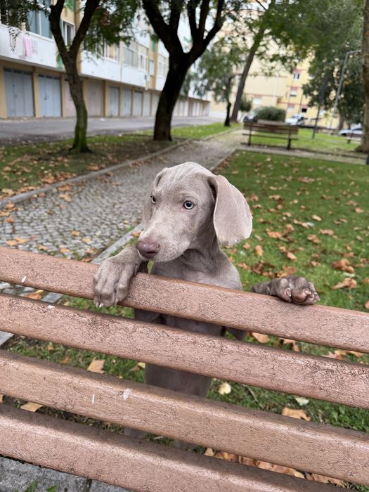 Weimaraner femea bebe