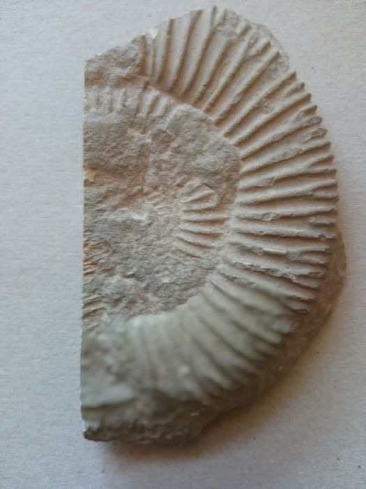 Amonit i odcisk amonitu w skale