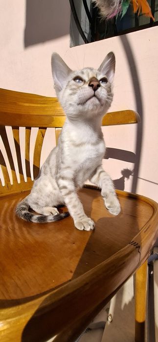 Бенгальський хлопчик